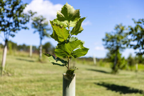 Green leaves poke out of a tree tube on a farm with other trees in the background.