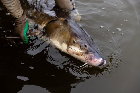 A sturgeon is lowered with two hands, right at the river's surface, his face, large nose and "whiskers" exposed.