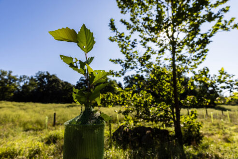 Young tree pokes out of a tree tube with a larger tree in the background.