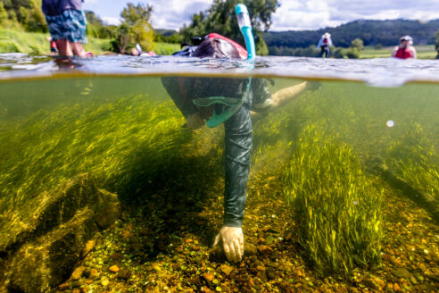 Young person snorkeling underwater with grasses lining the riverbed.