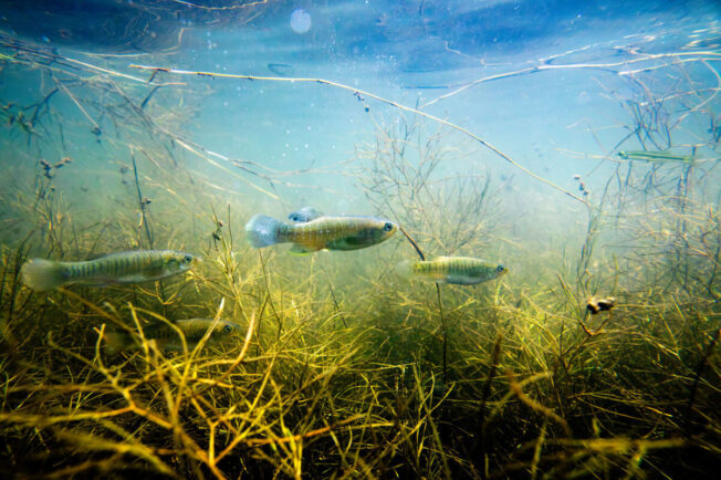 Seen underwater, blue and green mummichogs swim through a healthy bed of sago pondweed, a species of aquatic vegetation.