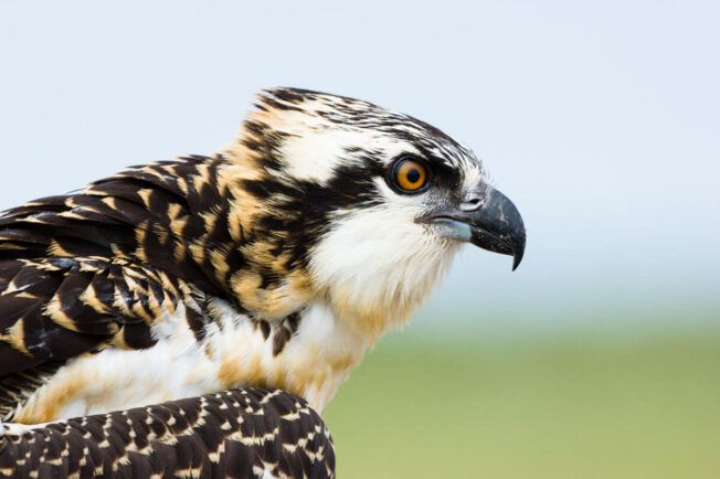 A closeup view of an osprey in profile.