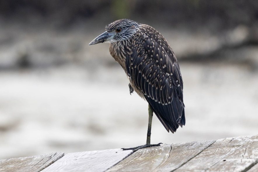 Dark grey-black heron sits on a dock.