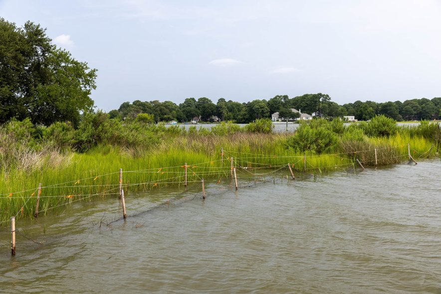 A healthy wetland area with netting and wooden stakes at the edge.