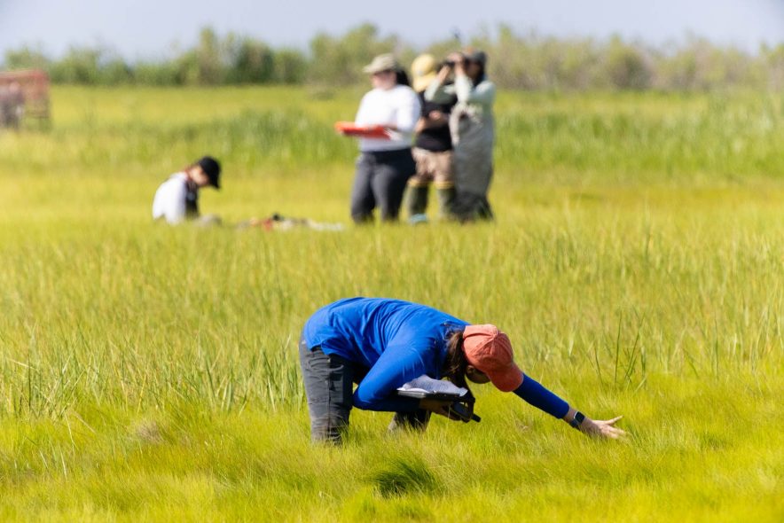 A researcher bends low to look into grasses.