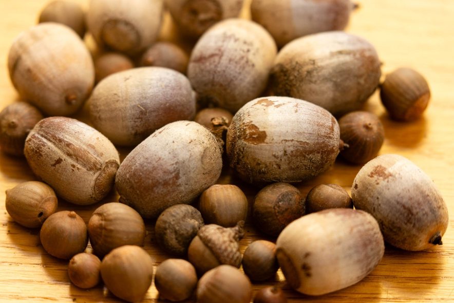 Light brown acorns sit on a table