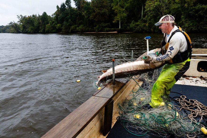 Balazik grins while pulling a large sturgeon from the wide gray river, hands on its pectoral fins and net around his feet.