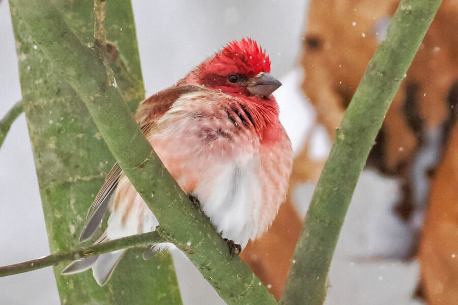 A purple finch is perched on a branch while it snows.