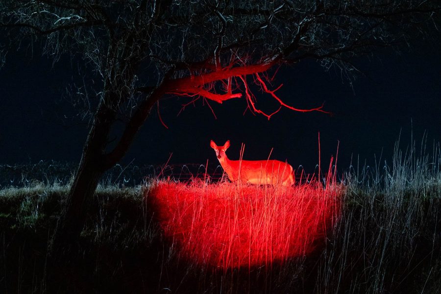 A photo of a deer in tall grass illuminated by a red spotlight at night