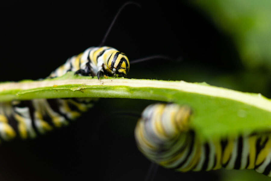 Monarch caterpillars feed on common milkweed leaves in Anne Arundel County, Md., on Aug. 10, 2022.
