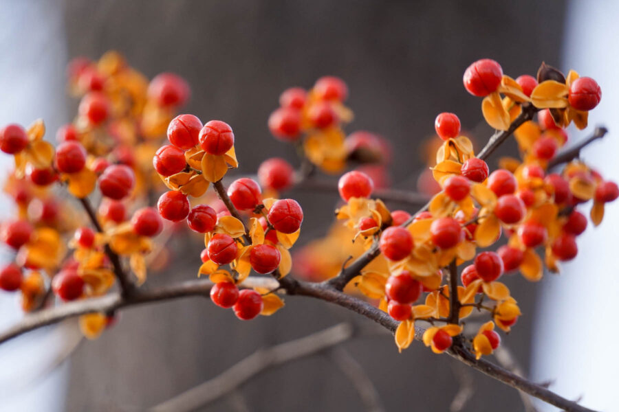 Yellow-orange arils surround the individual red fruits of the Oriental bittersweet plant.