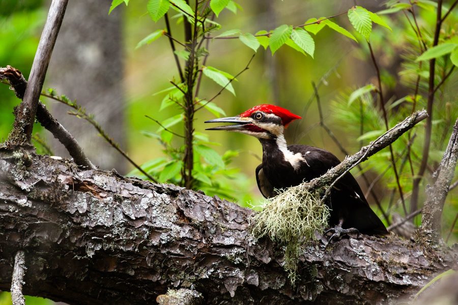 A pileated woodpecker perches on a fallen log.