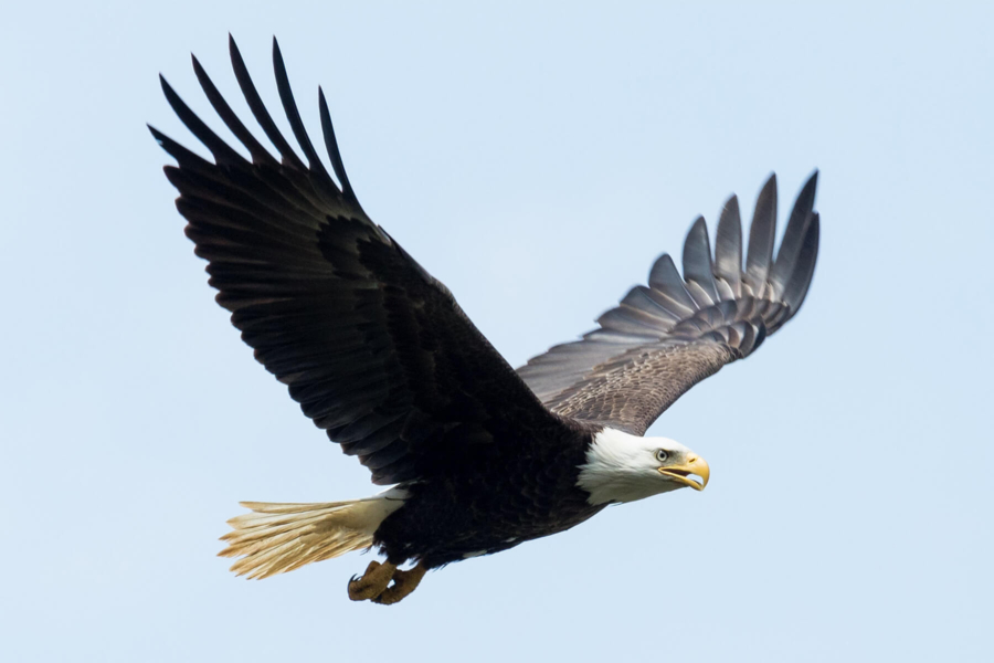 A bald eagle in flight.