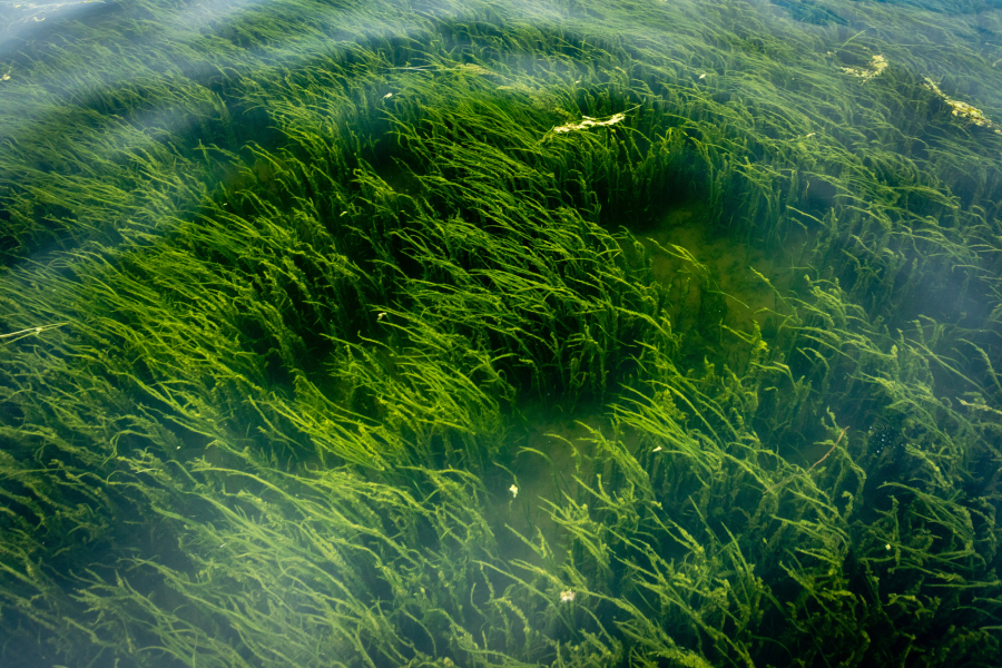 Thick green vegetation grows under water, covering the bottom of a river bed.