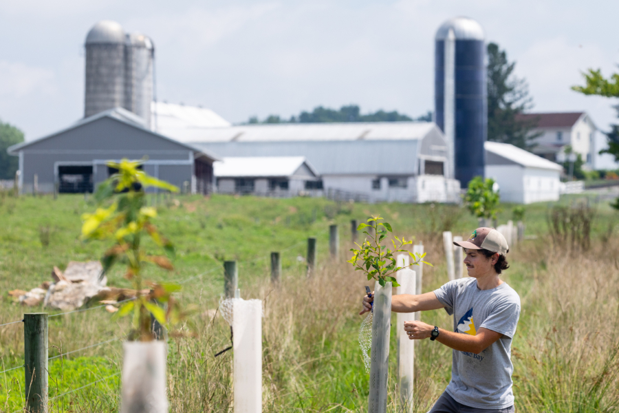 A man inspects a grove of recently planted trees in front of a cornfield, silo, and other agricultural buildings.