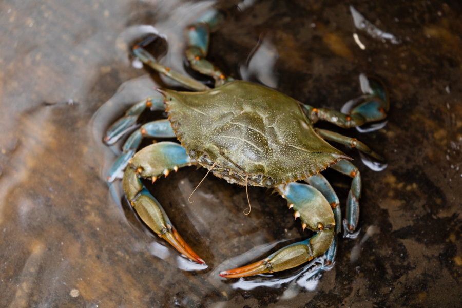 A blue crab sits on the wet wooden floor of a boat.