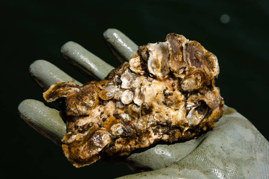 A gloved hand holds a large oyster that is covered in smaller white baby oysters, or spat.