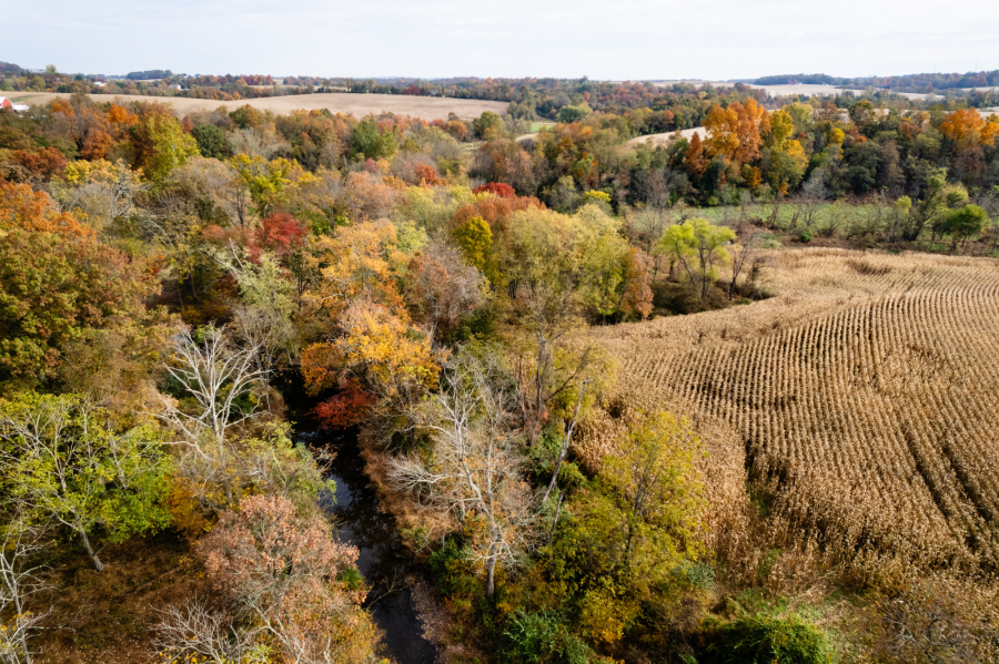 An aerial view of a riparian buffer whose trees, in fall foliage, are separating a thin stream from surrounding farm fields.