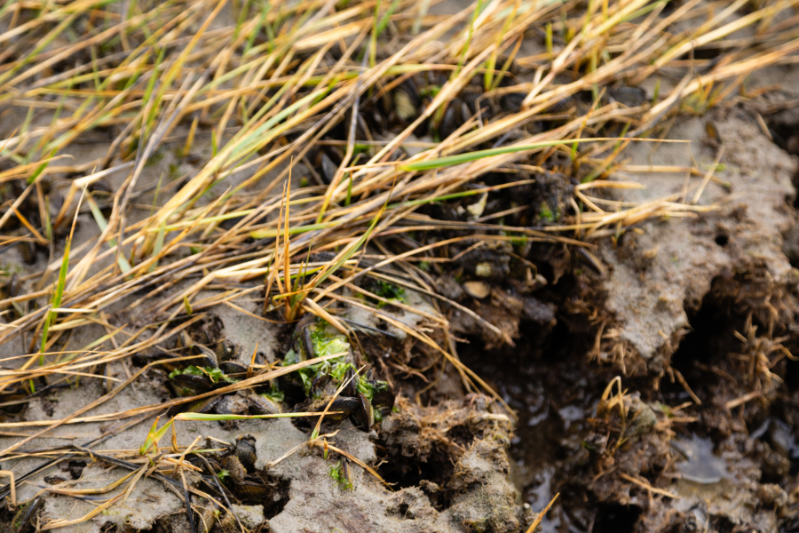 Plants growing along the Bay's shoreline.