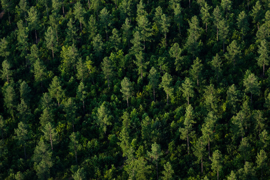 Aerial view of a forest