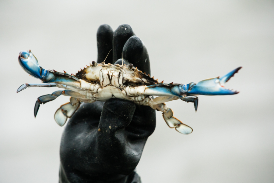 A gloved hand holds a blue crab in the air.