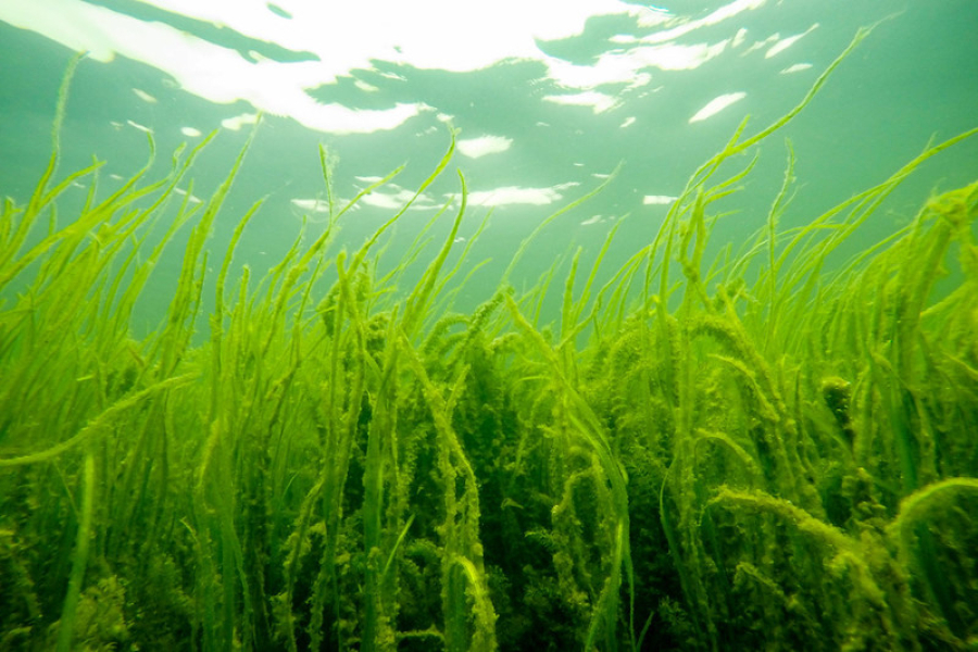 Grasses are seen under water.