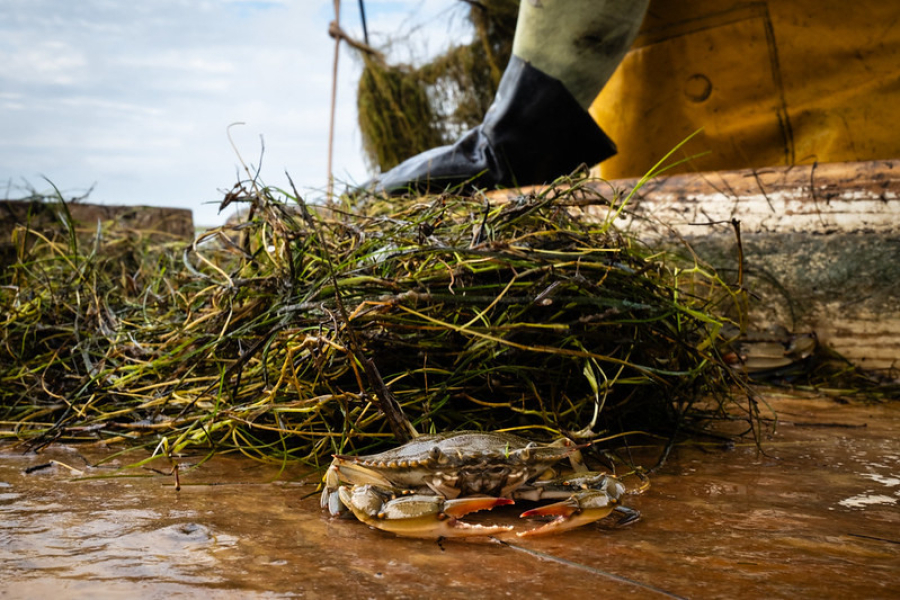 A blue crab lies on a boat surrounded by Bay grasses.