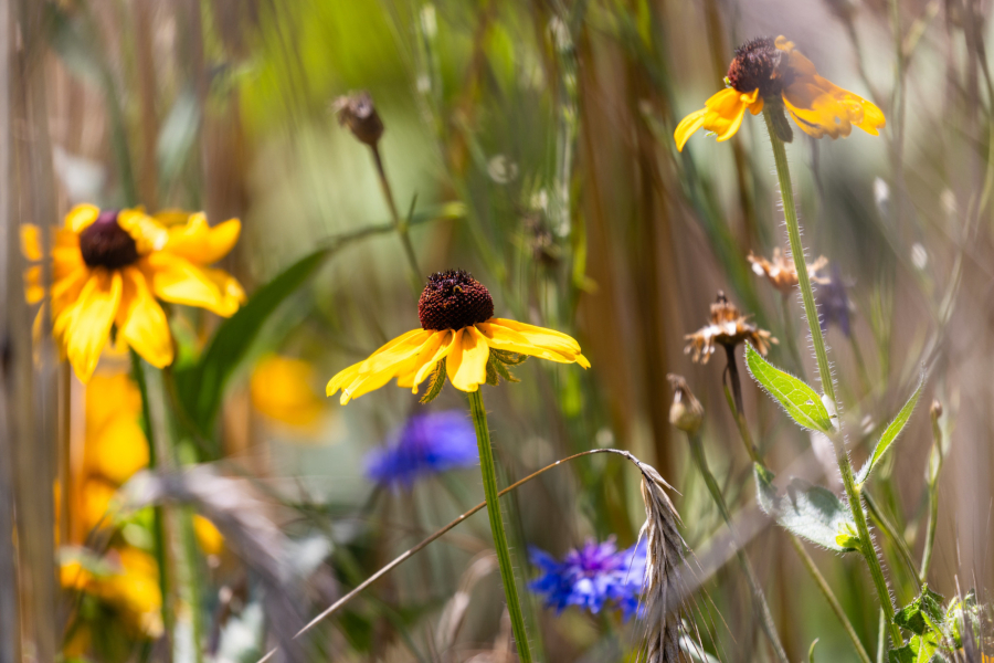 Close up of three yellow black-eyed susans.