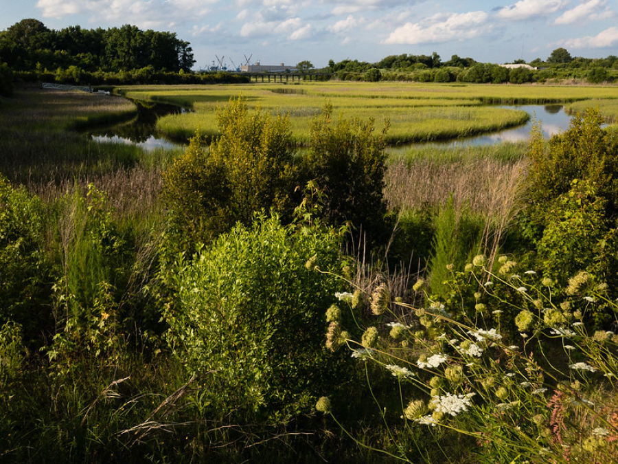 A lush green wetland in the foreground and industrial equipment in the distance.