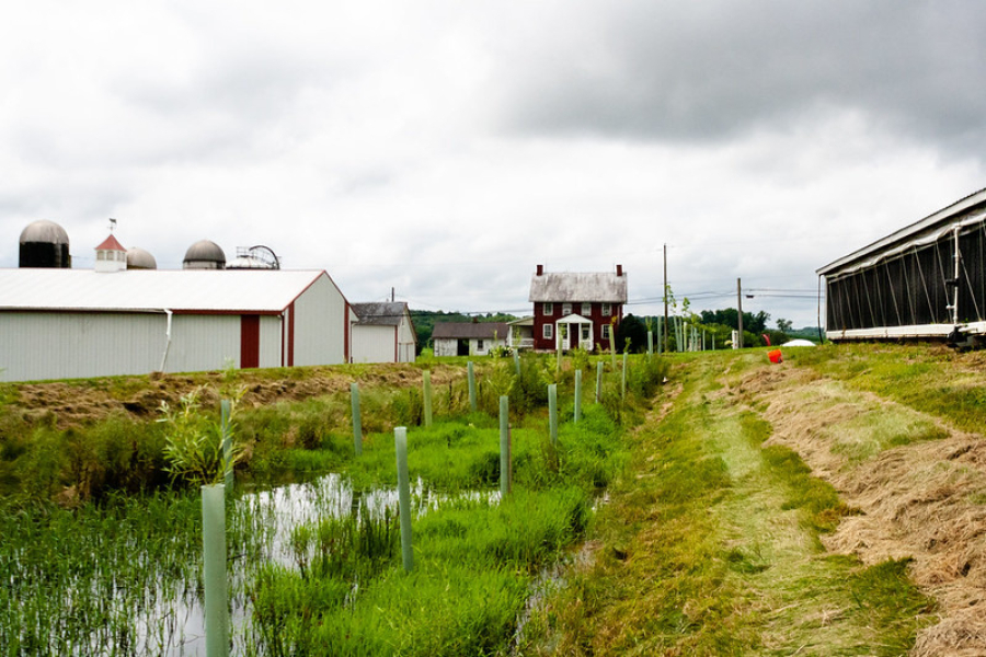 A buffer of plants sits along a stream on a farm.