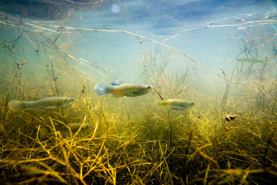 Fish swim through underwater grasses in a river.