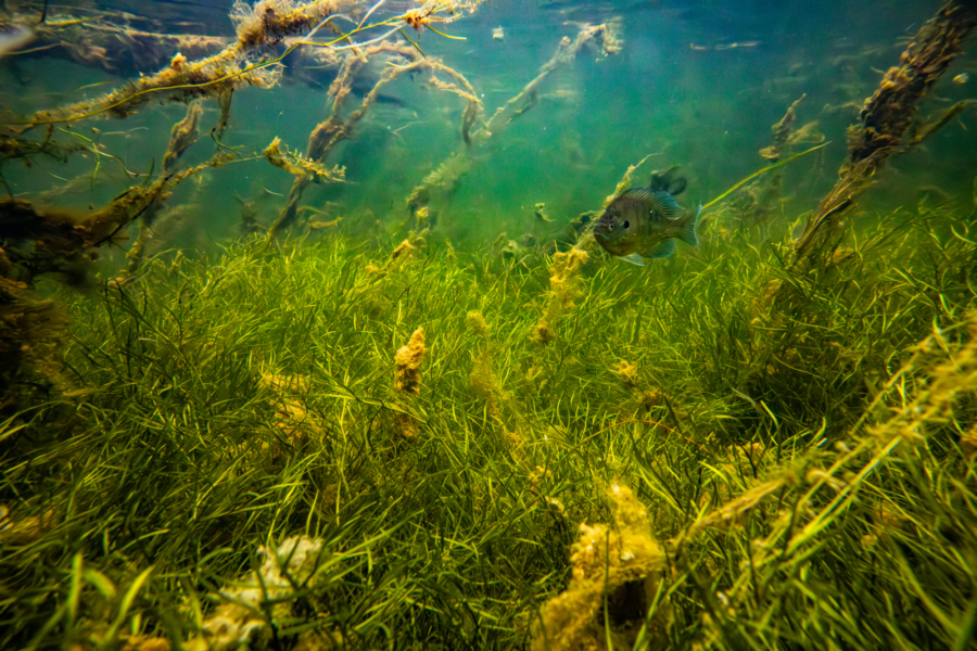 A fish swims underwater among sea grasses.