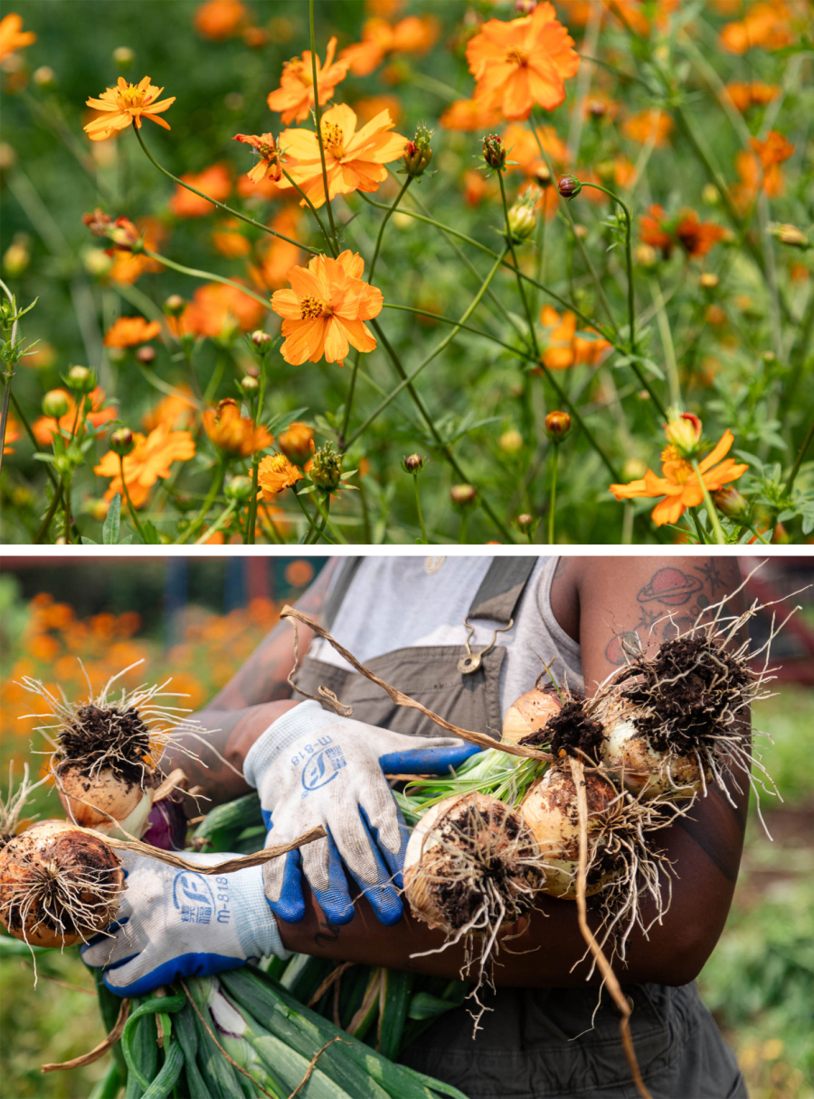 Top: Yellow and orange flowers. Bottom: Arms holding root vegtables.