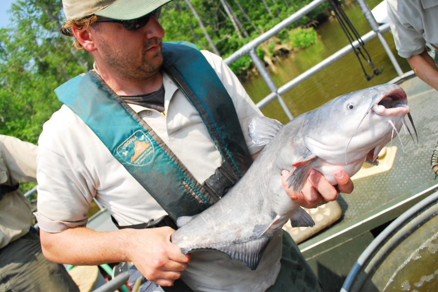 Marine biologist blue catfish that he's caught.