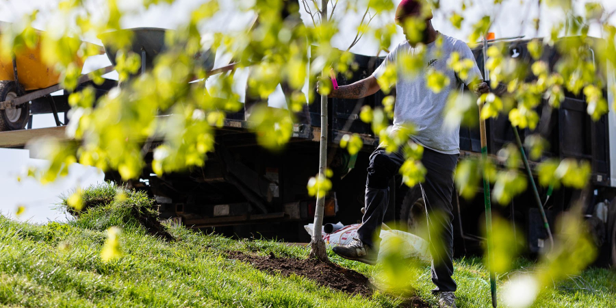 A man uses his foot to tamp down the soil around a newly planted tree.