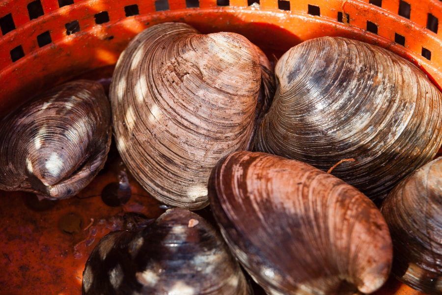 Clams sit at the bottom of an orange bucket.