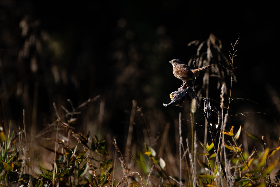 A song sparrow sits on a plant stem in an open field at sunset at Elk Neck State Park in Cecil County, Md., on Nov. 1, 2018.