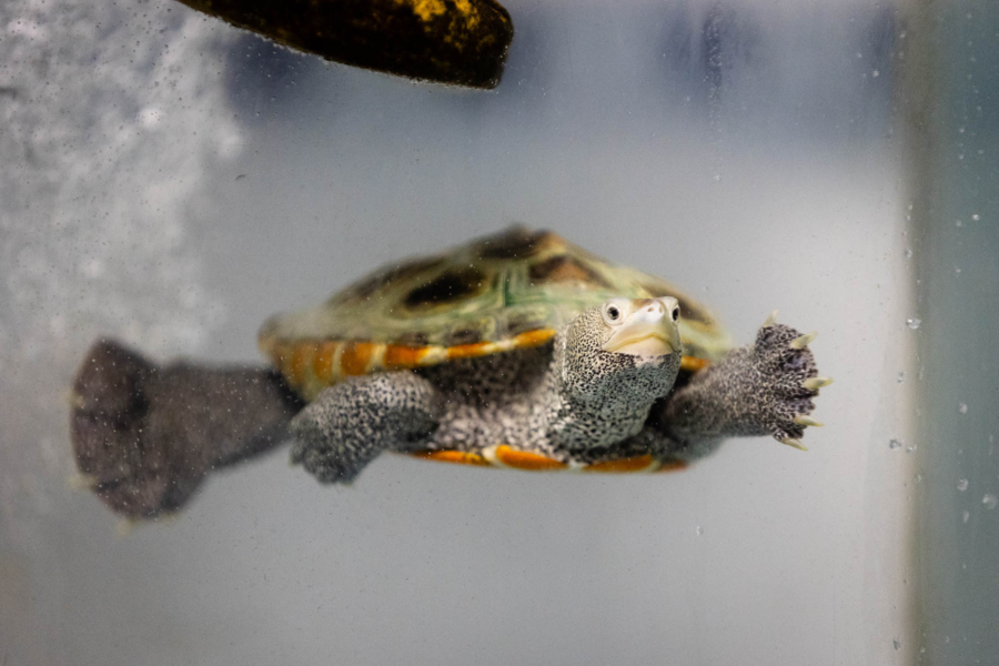 A young diamondback terrapin swims in a tank.