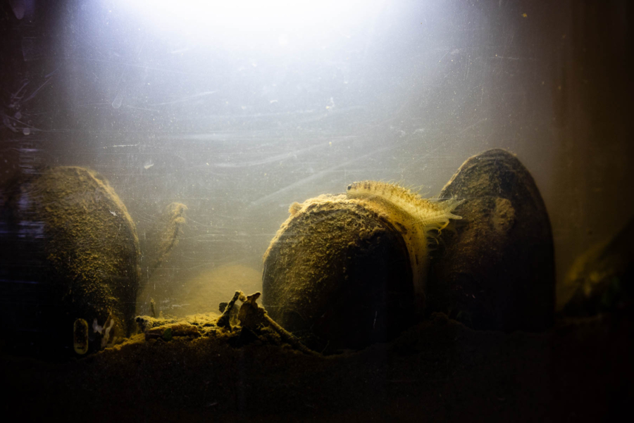 Three mussels rest on sediment at the bottom of a clear tank. One of the mussels is displaying extra tissue beyond its shell that resembles a small fish.