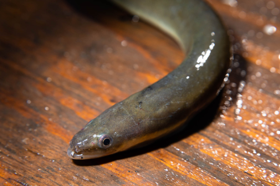 A close-up view of an American eel on the wooden deck of a boat.