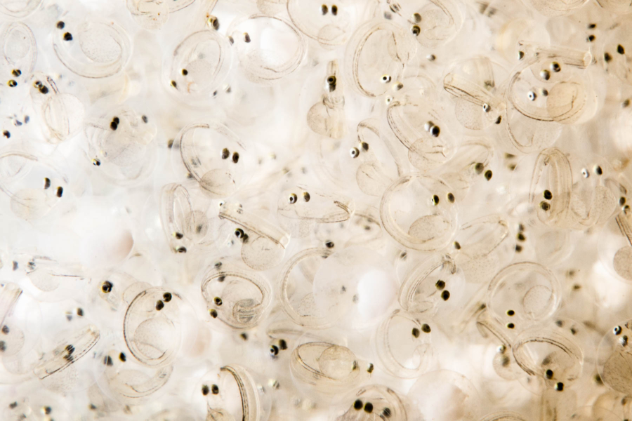 A close-up view of dozens of shad fry. At this stage, the fry have two dark eyes and mostly translucent bodies.