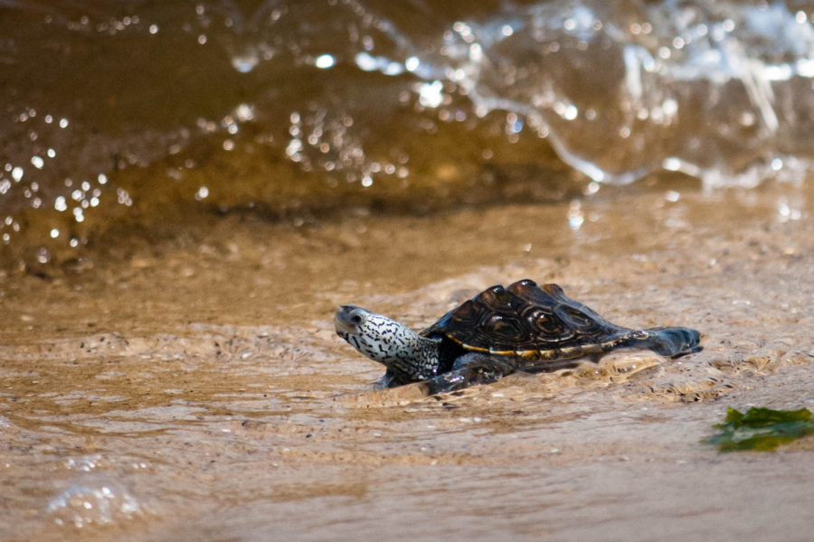 A diamondback terrapin crawls into the gentle surf on a sandy beach.
