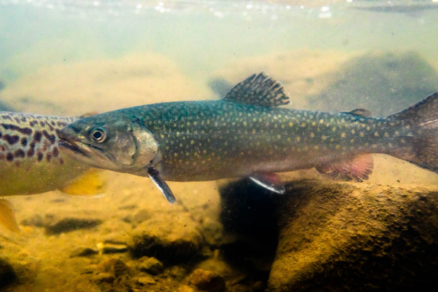 A brook trout swims in a shallow waterway with a rocky bottom.