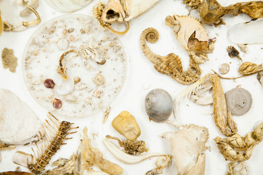 Benthic samples collected on a white table.