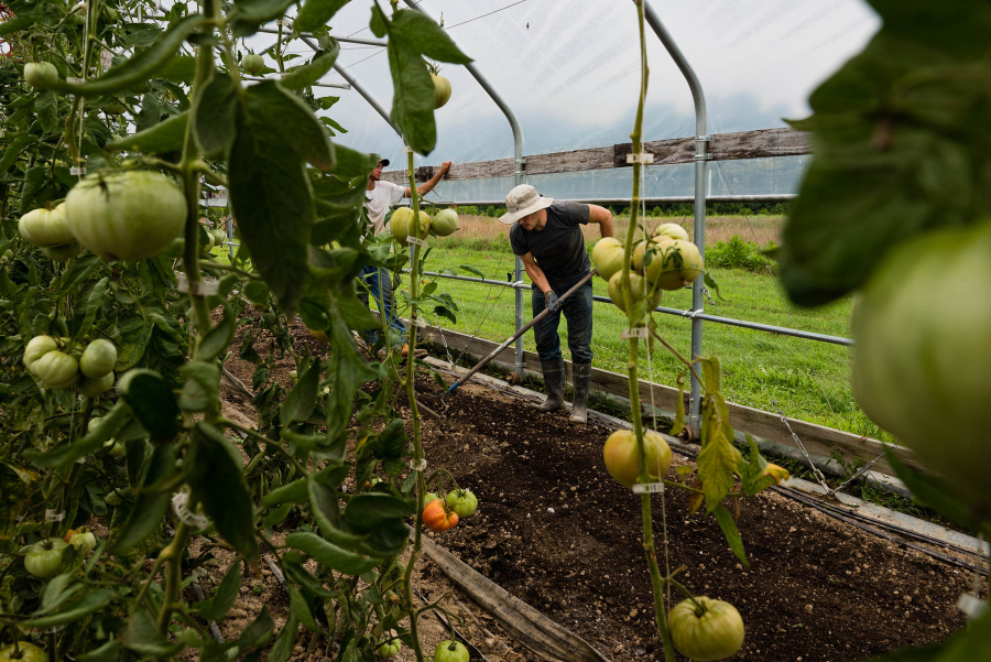 Tomatoes growing on vines in the foreground with farmer in the background tending to the soil.