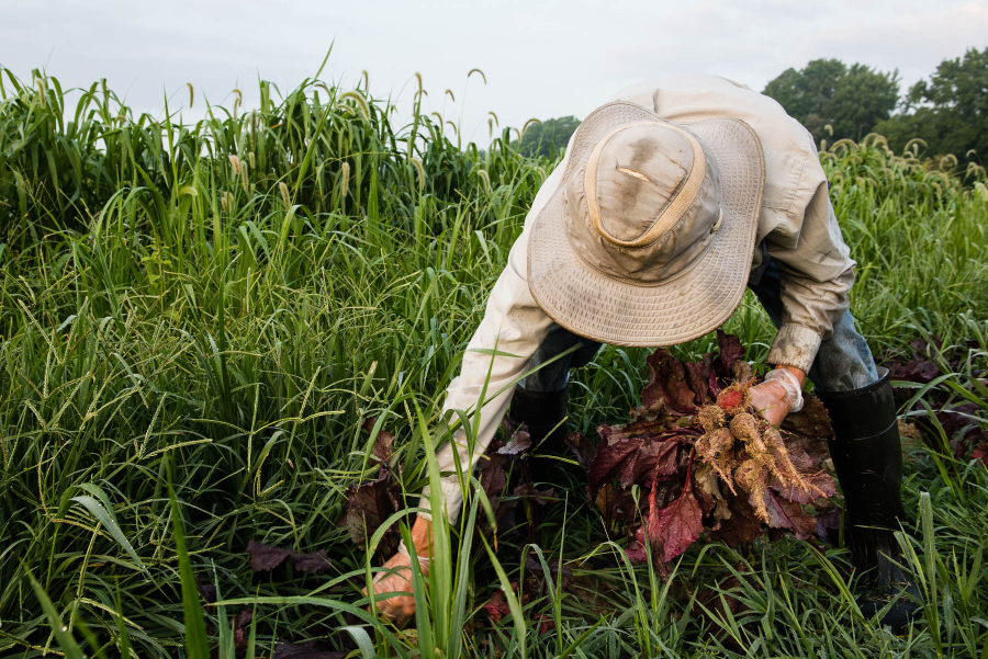 Man with wide-brim hat squats down in the field and removes weeds.