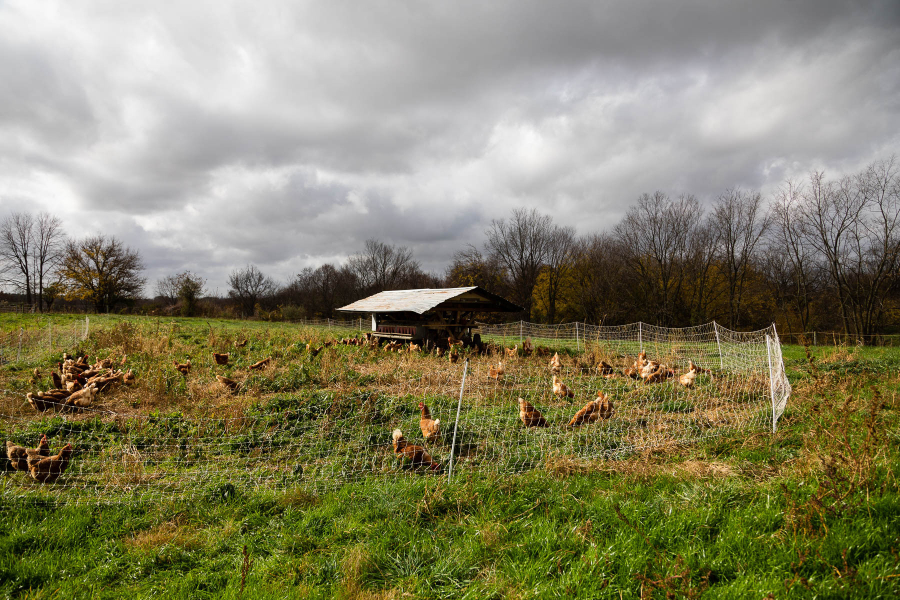 Chicken graze in a fenced in pasture.