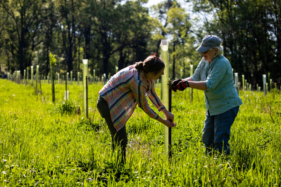 Two women secure a green tube around a young tree planted in an open field.