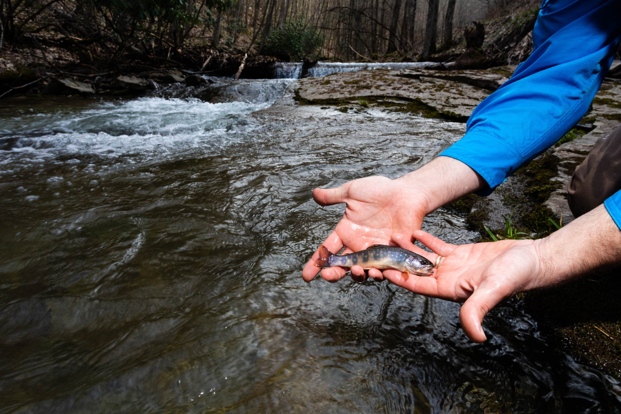 Hands hold a small trout by a stream.