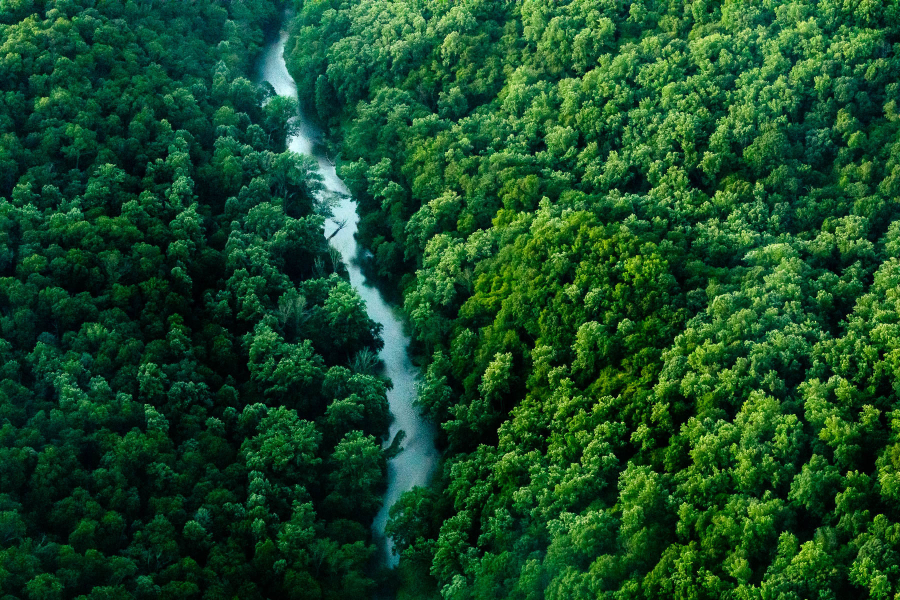 A river flows between dense and lush forest.